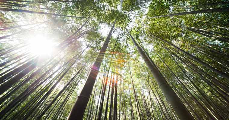 Extracto de bambú: ingrediente sostenible con importantes beneficios para la piel